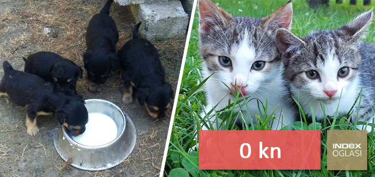 Prilično uska crna maca