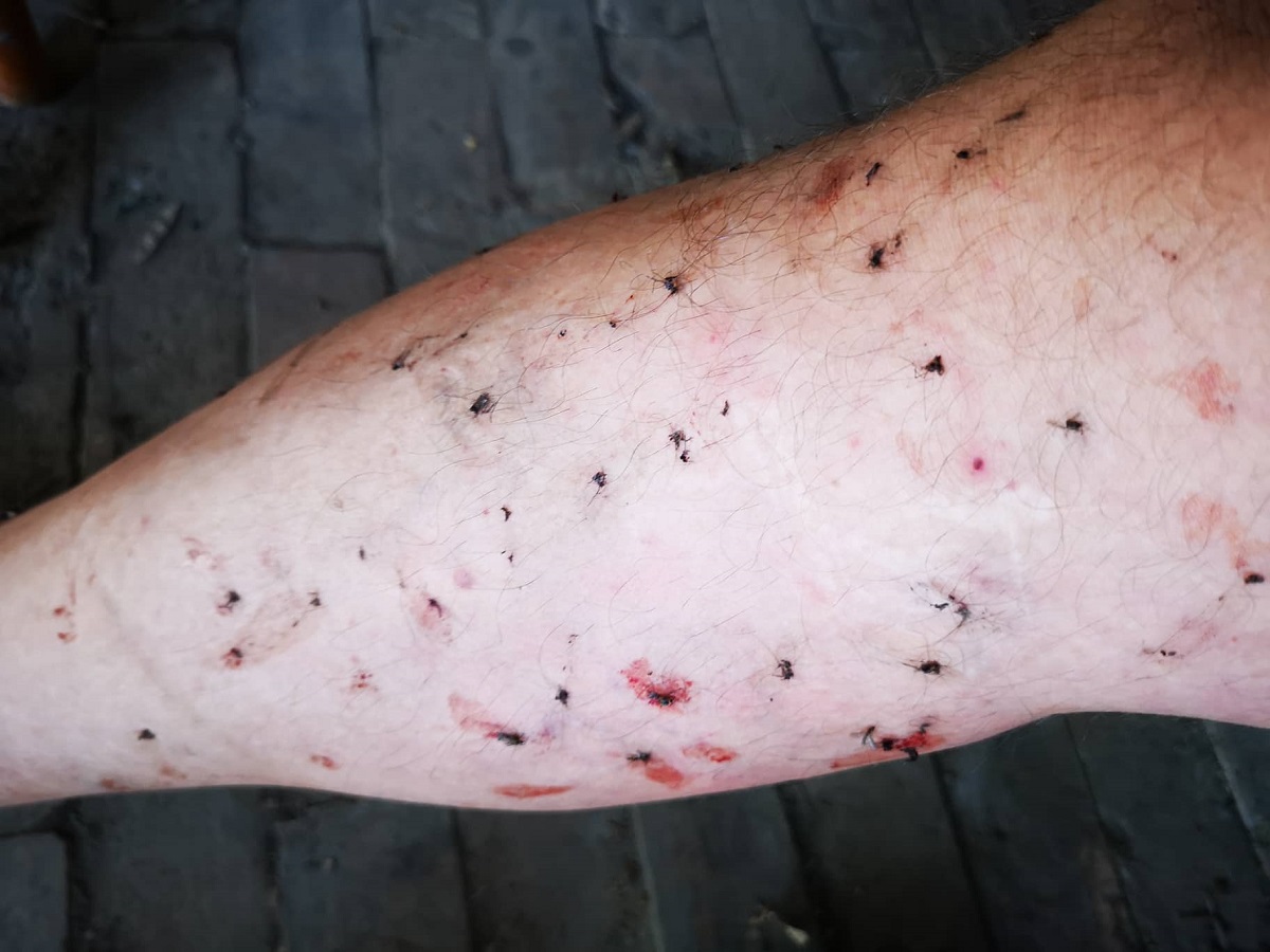 Ekstremna najezda komaraca u Osijeku, građanin objavio šokantnu snimku - ne pomaže ni prskanje - Page 2 Komarciromulix1200px3