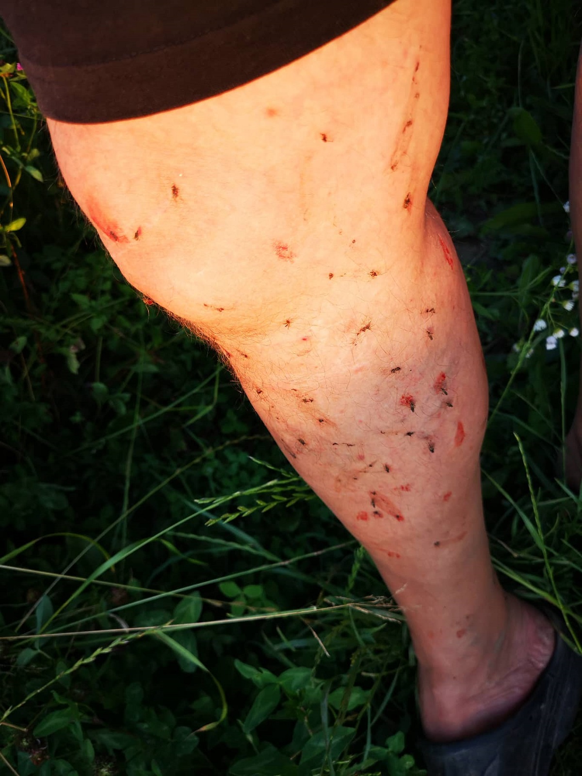 Ekstremna najezda komaraca u Osijeku, građanin objavio šokantnu snimku - ne pomaže ni prskanje - Page 2 Komarciromulix1200px4