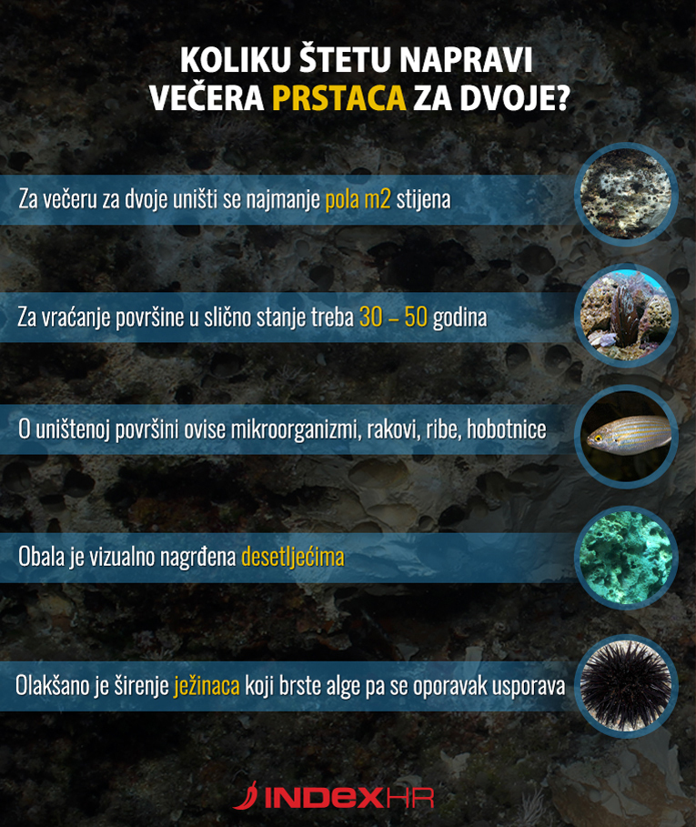 Hrvatska instagram influencerica redovno jede zaštićene prstace Prstaci-infografika-steta__1__